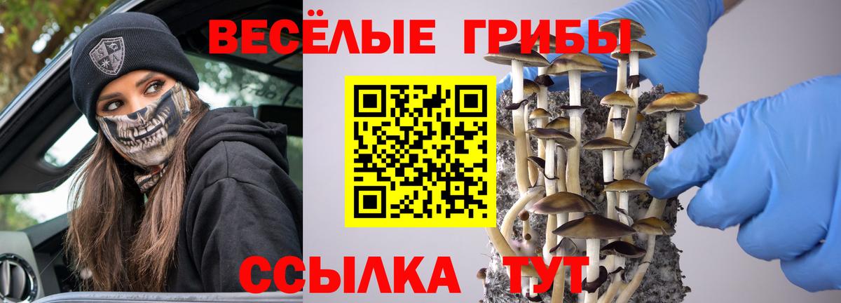 Галлюциногенные грибы Psilocybine cubensis Конаково